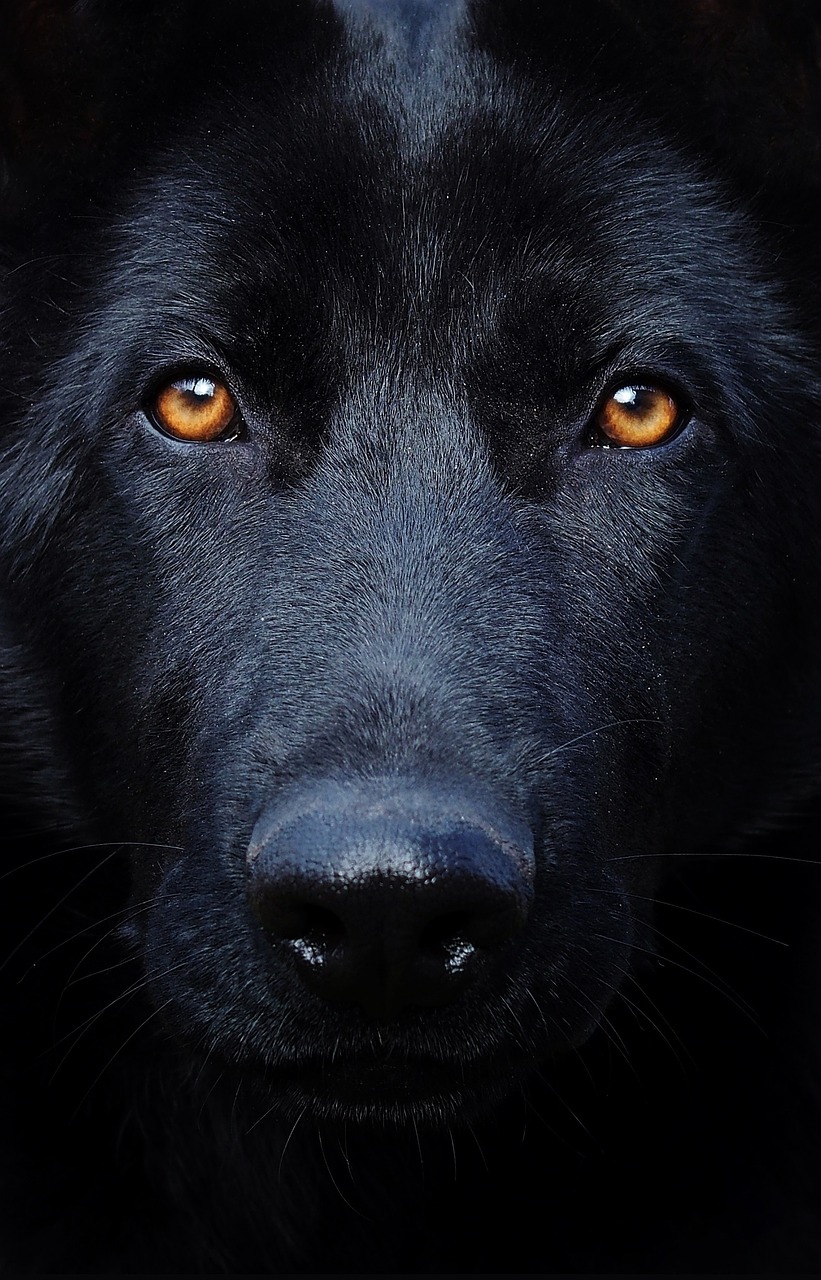 black-german-shepherd-2998670_1280_pixabay